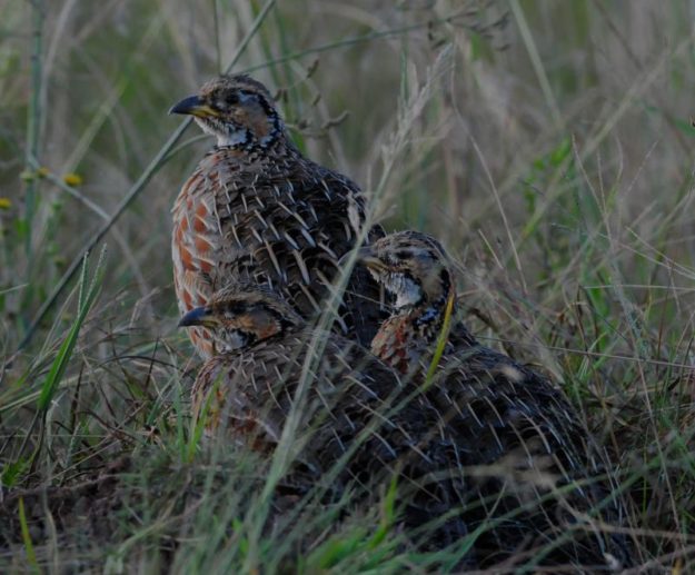 Shelley's Francolin - Itala