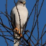 Shikra 2 - Harare