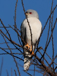 Shikra - Harare