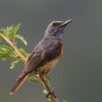 Short-Toed Rock Thrush - Pilanesberg