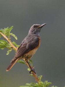 Short-Toed Rock Thrush - Pilanesberg