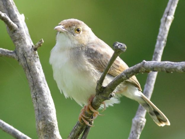 Short-Winged Cisticola - Honde Valley