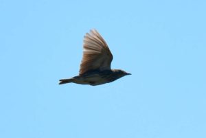 Short-tailed Pipit - Verena