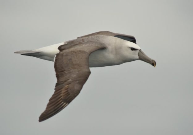 Shy Albatross - Durban Pelagic