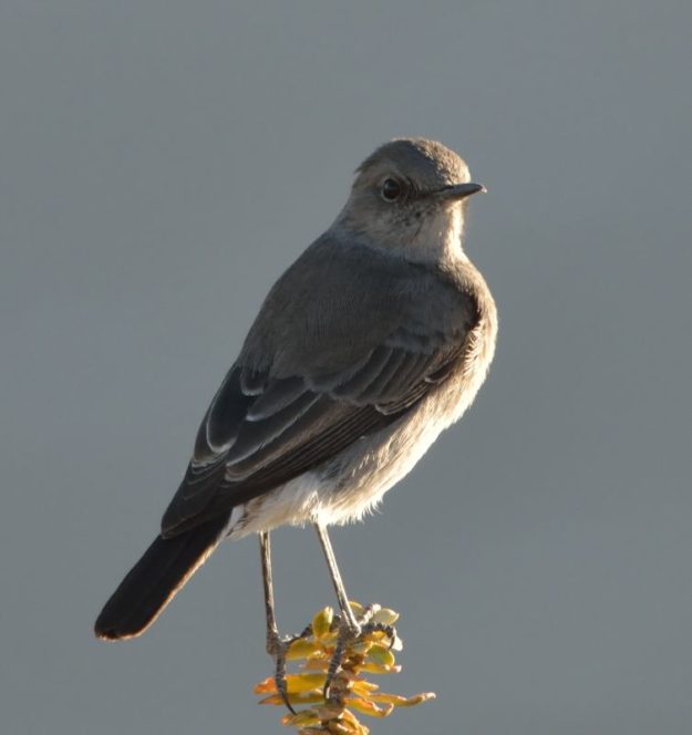 Sickle-Winged Chat - Tankwa Karoo