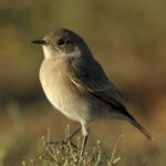 Sickle-Winged Chat - Mountain Zebra Park