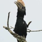 Silvery Cheeked Hornbill 2 - Bvumba