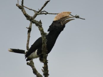 Silvery-Cheeked Hornbill - Bvumba
