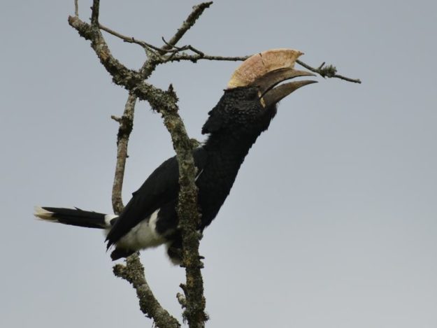 Silvery-Cheeked Hornbill - Bvumba