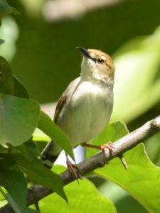 Singing Cisticola - Honde Valley
