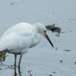 Snowy Egret - Cape Town