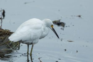 Snowy Egret - Cape Town