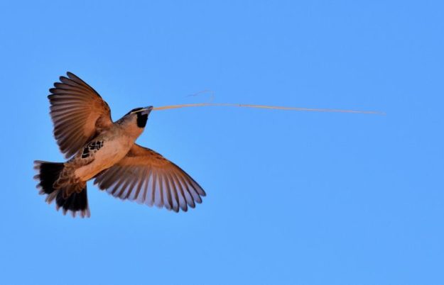 Sociable Weaver - Grunau