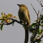 Sombre Greenbul - Heidelberg