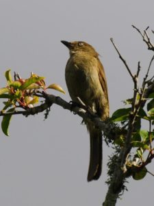 Sombre Greenbul - Heidelberg