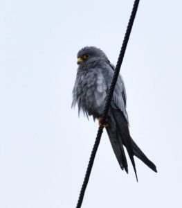 Sooty Falcon - Keurbooms