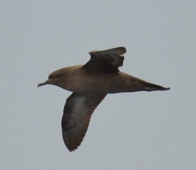 Sooty Shearwater - Durban Pelagic