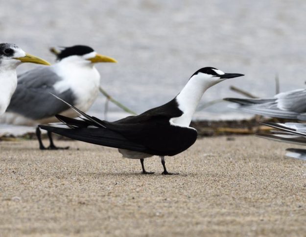 Sooty Tern - St Lucia