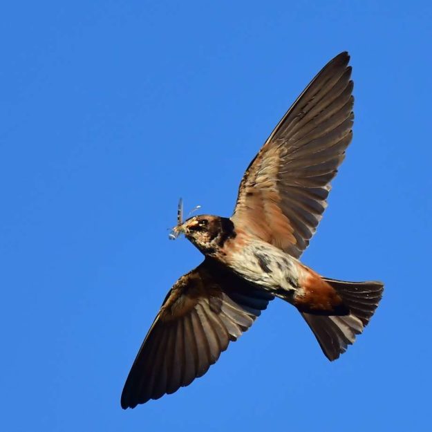 South African Cliff Swallow - Biesiesvlei