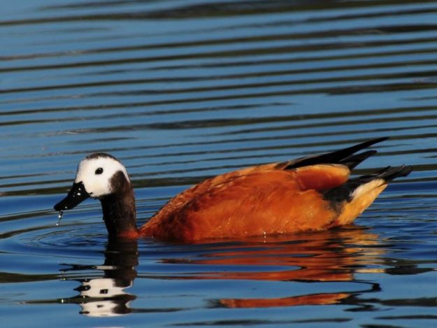 South African Shelduck - Tala