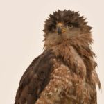 Southern Banded Snake Eagle 3 - Cape Vidal