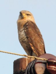 Southern Banded Snake Eagle - Cape Vidal