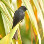 Southern Black Flycatcher - Amanzimtoti
