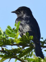 Southern Black Flycatcher - Hluhluwe