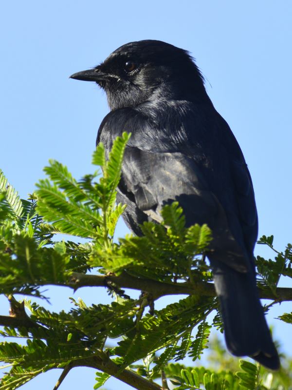 Southern Black Flycatcher - Hluhluwe