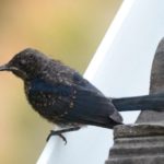 Southern Black Flycatcher Juvenile - Amanzimtoti
