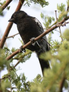 Southern Black Tit - Chiredzi