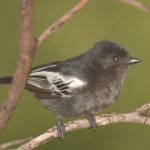 Southern Black Tit - Mabula