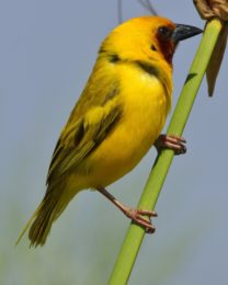 Southern Brown-Throated Weaver - Chobe