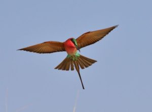 Southern Carmine Bee-Eater - Kalizo