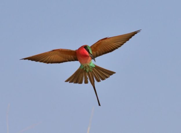 Southern Carmine Bee-Eater - Kalizo