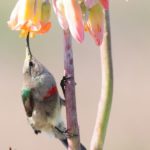 Southern Double-Collared Sunbird - Langebaan