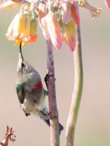 Southern Double-Collared Sunbird - Langebaan