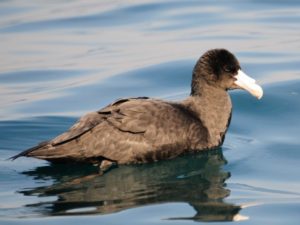 Southern Giant Petrel