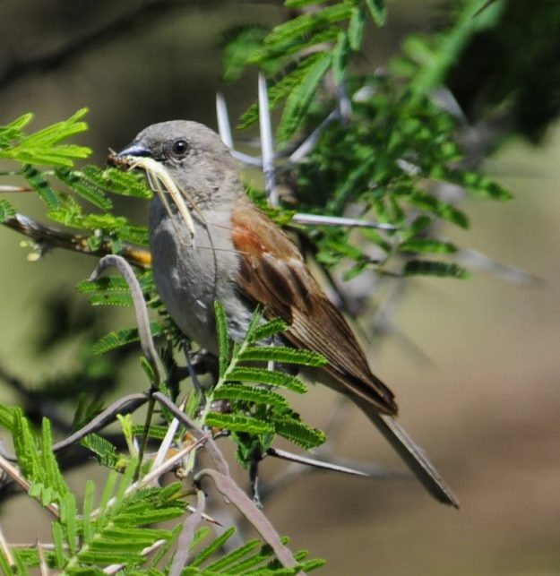 Southern Grey-Headed Sparrow - Mkhuze