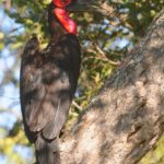 Southern Ground Hornbill - Kruger
