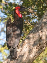 Southern Ground Hornbill - Kruger
