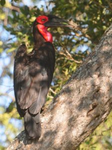 Southern Ground Hornbill - Kruger