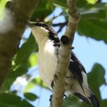 Southern Hyolita - Harare