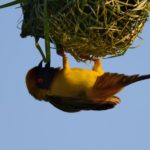 Southern Masked Weaver - Pilanesberg
