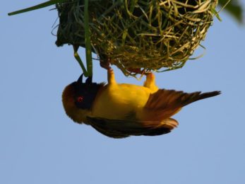 Southern Masked Weaver - Pilanesberg