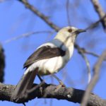 Southern Pied Babbler - Mabula
