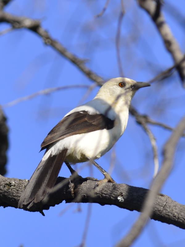 Southern Pied Babbler - Mabula