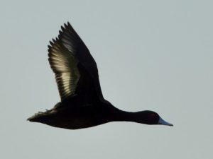 Southern Pochard - Barberspan