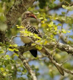Southern Red-Billed Hornbill - Simunye