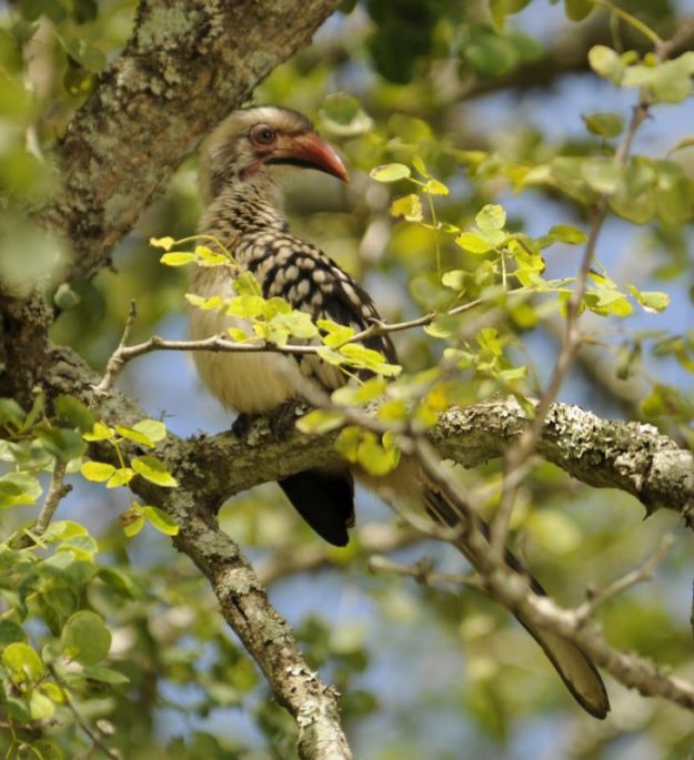 Southern Red-Billed Hornbill - Simunye
